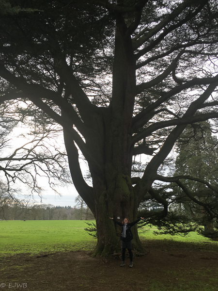 Westonbirt, National Arboretum.&nbsp;