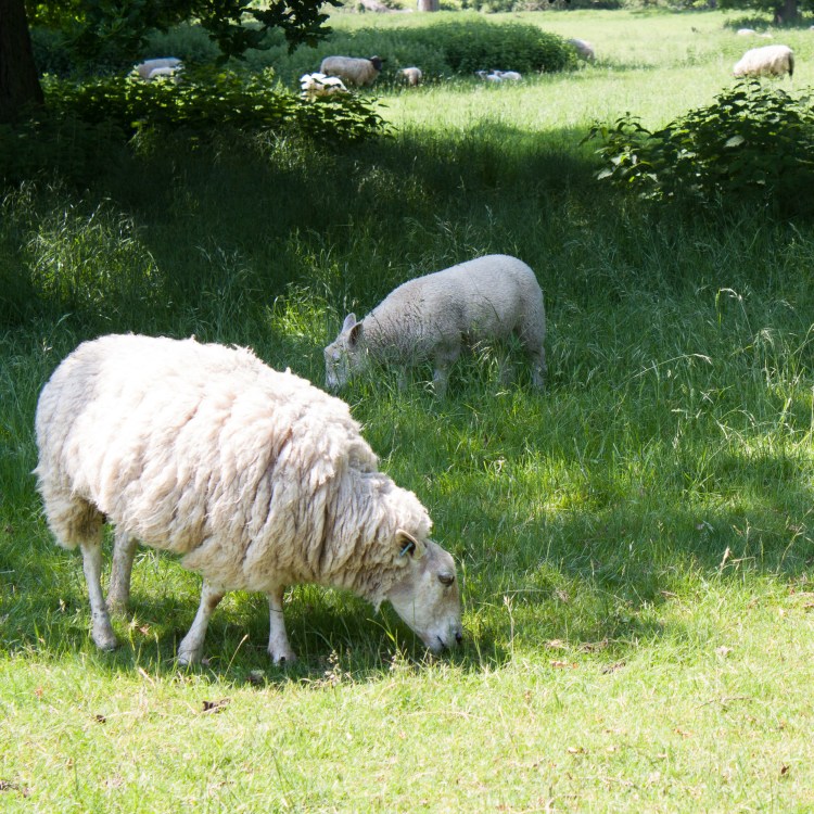 Wool Fair-6.jpg