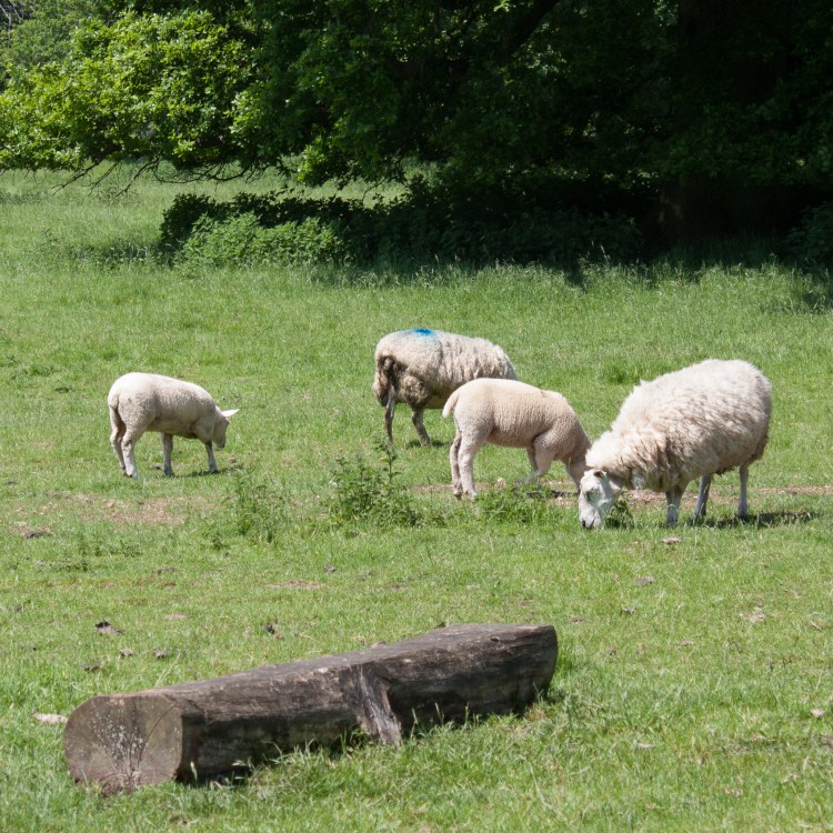 Wool Fair-5.jpg