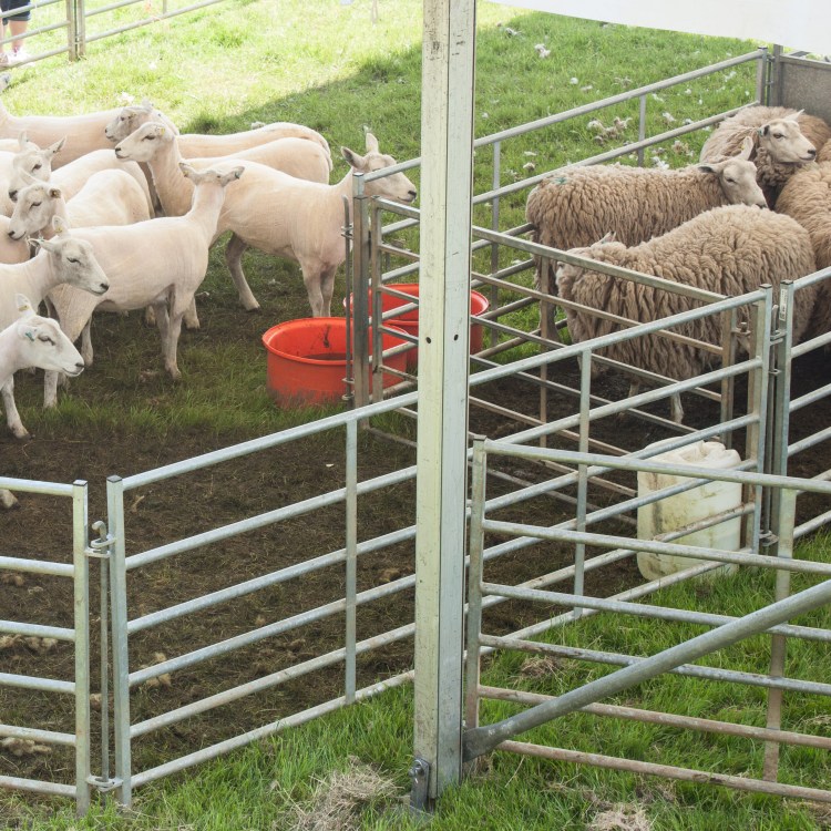 Wool Fair-7.jpg