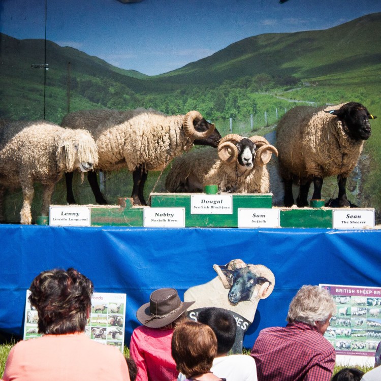 Wool Fair-2.jpg